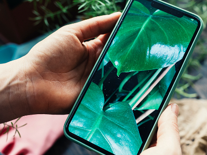 Hand holding smartphone with leaf on display